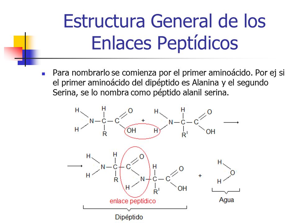 Amino acidos para adelgazar